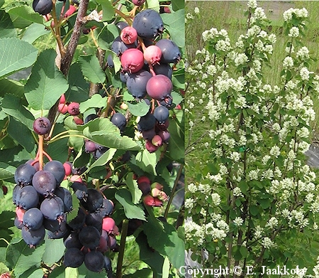 Amelanchier alnifolia   'Northline'